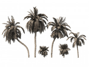 6 Date palm Trees Modello 3D