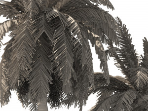 6 Date palm Trees Modello 3D