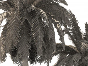 6 Hurma Ağacı 3D Model