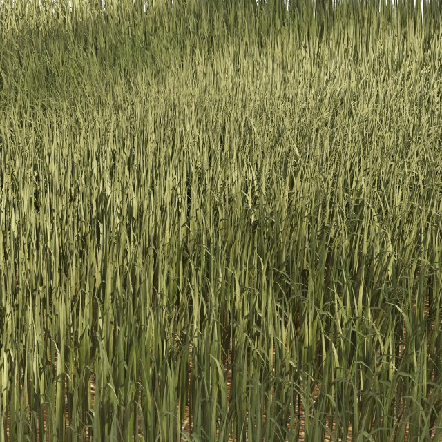 High Rye grass 3D Model .c4d .max .obj .3ds .fbx .stl .blend 