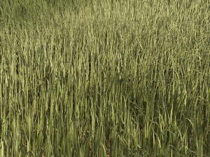 High Rye grass 3D Models