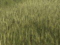 High Rye grass Modello 3D