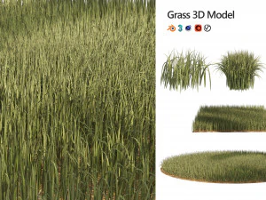 Erba di segale alta Modello 3D