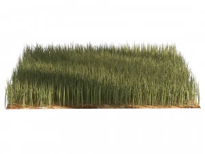 Erba di segale alta Modello 3D