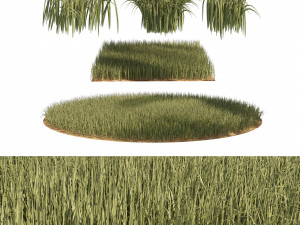High Rye grass 3D Model
