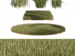 Erba di segale alta Modello 3D