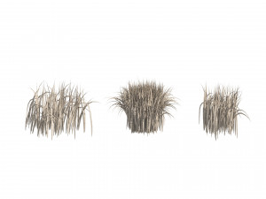 High Rye grass 3D Model