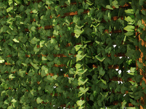 Pergola Vine Bower climbing plant Model 3D