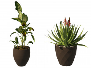 Topical Snow and Aloe vera plant pot 3D 模型