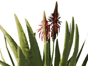 Topical Snow and Aloe vera plant pot 3D 模型