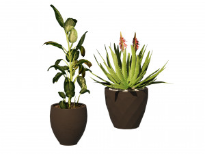 Topical Snow and Aloe vera plant pot 3D 模型