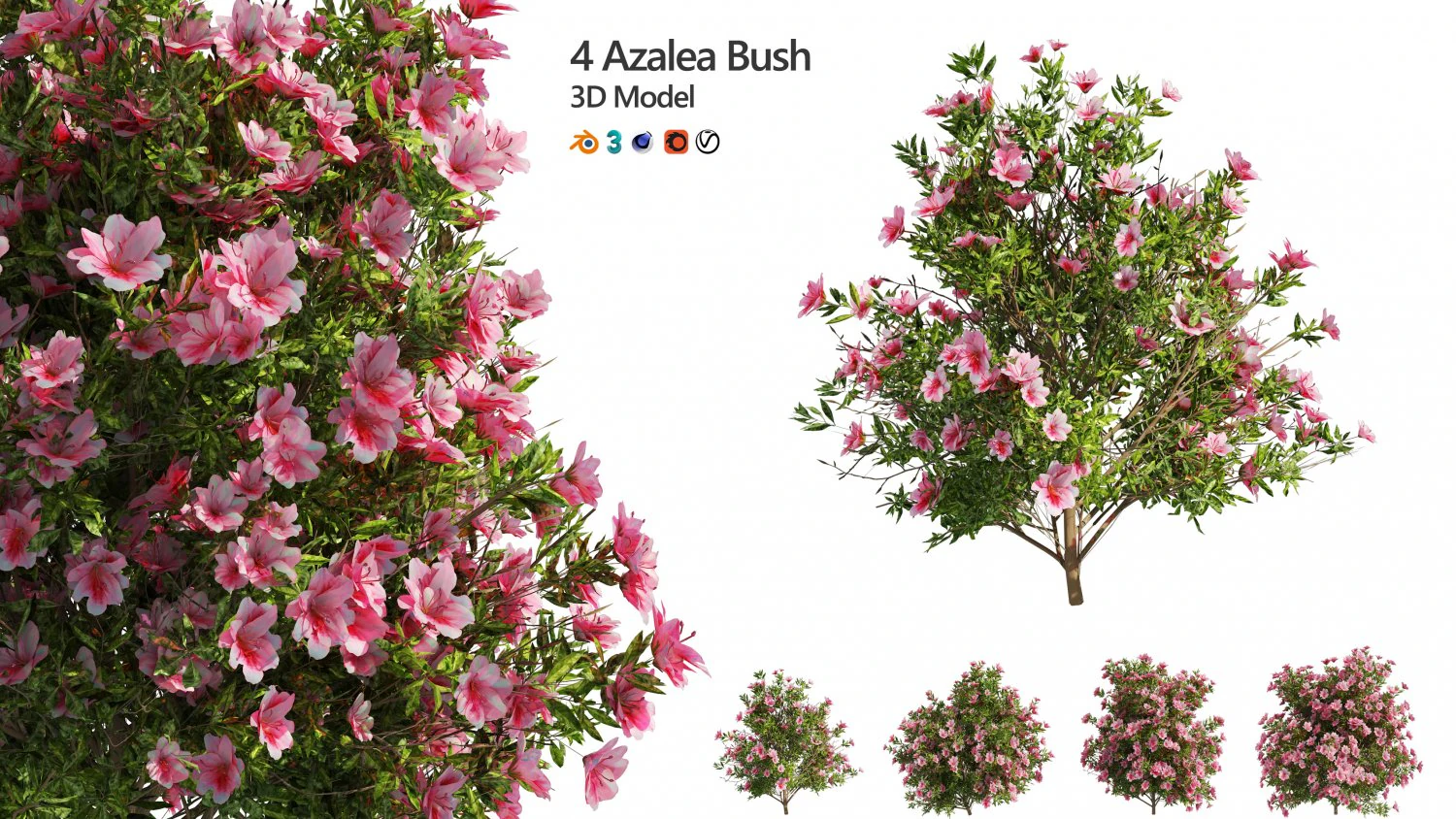 4 spring Azalea Flower Bush 3D Model .c4d .max .obj .3ds .fbx .stl .blend 