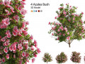 4 spring Azalea Flower Bush 3D Models