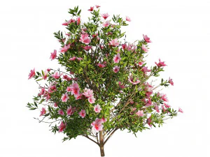 4 spring Azalea Flower Bush 3D Model