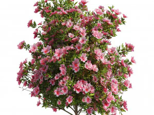 4 spring Azalea Flower Bush 3D Model