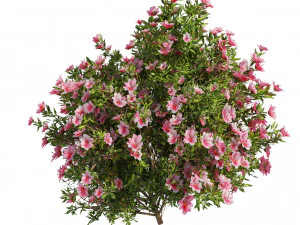 4 spring Azalea Flower Bush 3D Model