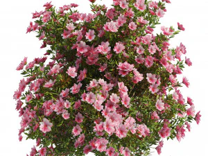 4 spring Azalea Flower Bush 3D Model