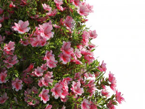 4 spring Azalea Flower Bush 3D Model