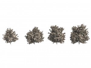 4 spring Azalea Flower Bush Modelo 3D