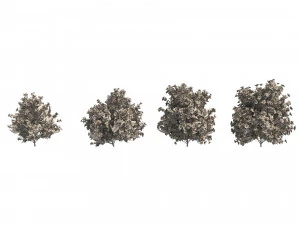 4 spring Azalea Flower Bush 3D Model