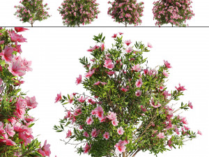4 spring Azalea Flower Bush Modelo 3D