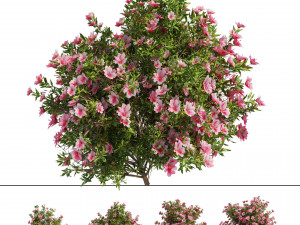 4 spring Azalea Flower Bush Modelo 3D