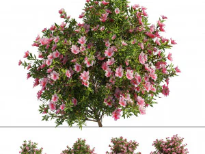4 spring Azalea Flower Bush 3D Model