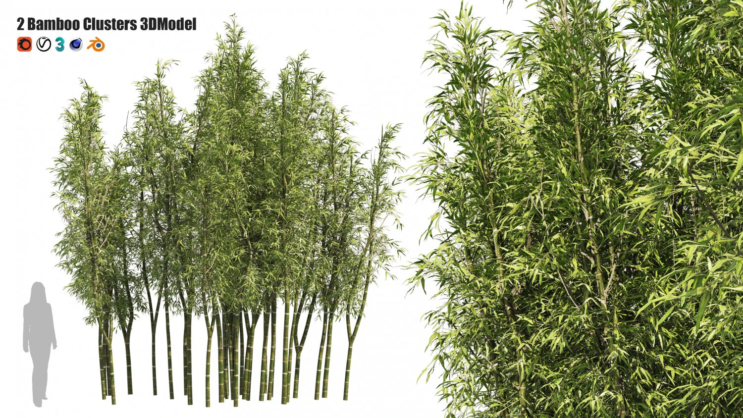 2 Bamboo Clusters 3D Model .c4d .max .obj .3ds .fbx .stl .blend