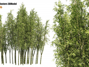 2 Bamboo Clusters 3D Models