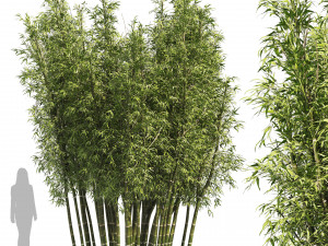 2 Bamboo Clusters 3D मॉडल