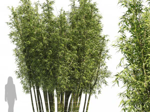2 Bamboo Clusters 3D Model