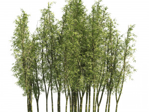 2 Bamboo Clusters 3D मॉडल