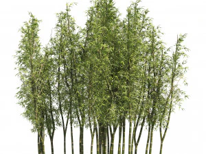 2 Bamboo Clusters 3D Model