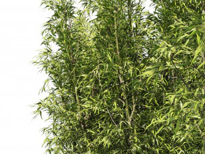 2 Bamboo Clusters 3D Model