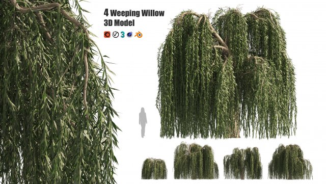 4 Weeping Willow Salix babylonica Trees 3D Model .c4d .max .obj .3ds .fbx .stl .blend 