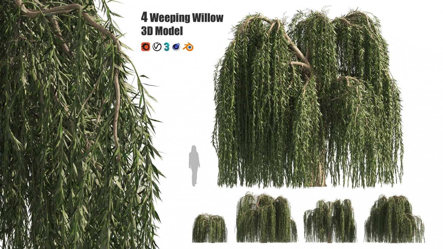 4 Weeping Willow Salix babylonica Trees 3D Model .c4d .max .obj .3ds .fbx .stl .blend 