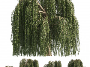 4 Weeping Willow Salix babylonica Trees 3D Model