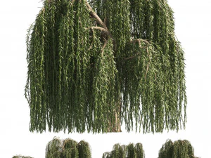 4 Weeping Willow Salix babylonica Trees 3D Model