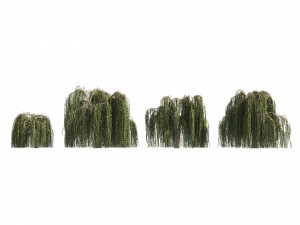 4 Weeping Willow Salix babylonica Trees 3D Model