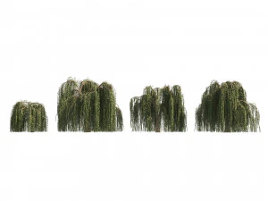 4 Weeping Willow Salix babylonica Trees 3D Model