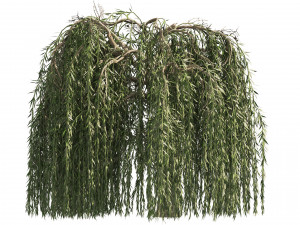 4 Weeping Willow Salix babylonica Trees 3D Model