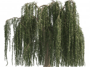 4 Weeping Willow Salix babylonica Trees 3D Model