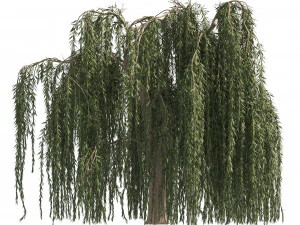 4 Weeping Willow Salix babylonica Trees 3D Model