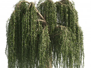 4 Weeping Willow Salix babylonica Trees 3D Model