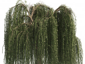 4 Weeping Willow Salix babylonica Trees 3D Model