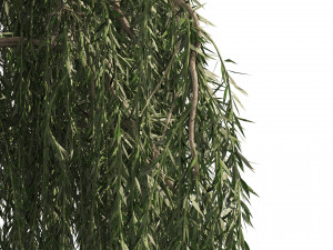4 Weeping Willow Salix babylonica Trees 3D Model