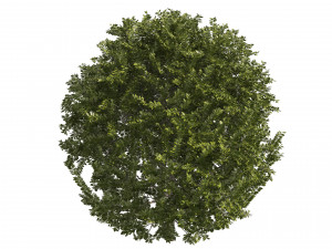 4 shaped topiary plant Modelo 3D