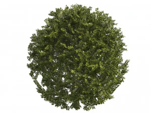 4 shaped topiary plant 3D Model