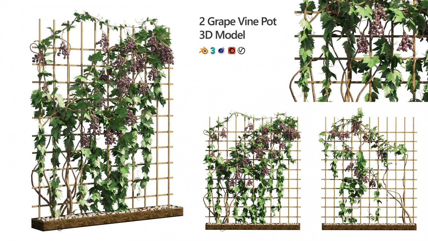 2 Grapevine low and med poly 3D Model .c4d .max .obj .3ds .fbx .stl .blend 
