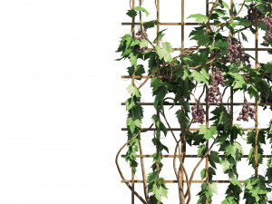 2 Grapevine low and med poly Model 3D